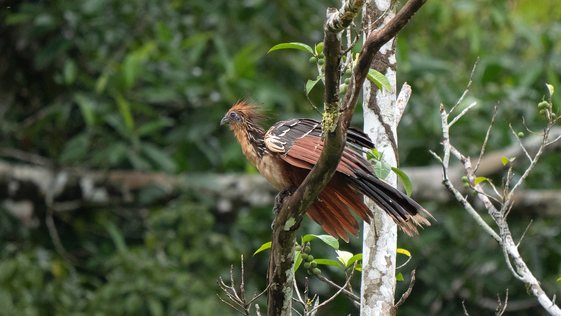 Stinkbird of South America