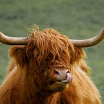 Ox