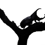 Hercules beetle