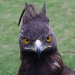 Crowned hawk-eagle