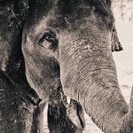 Asian Elephant