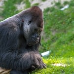 Eastern gorilla