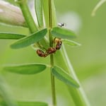 Leaf-cutter ants