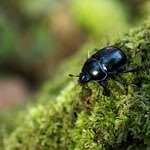 Dung Beetle