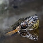 Green anaconda