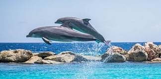 Dolphins are the second most intelligent species on the planet!